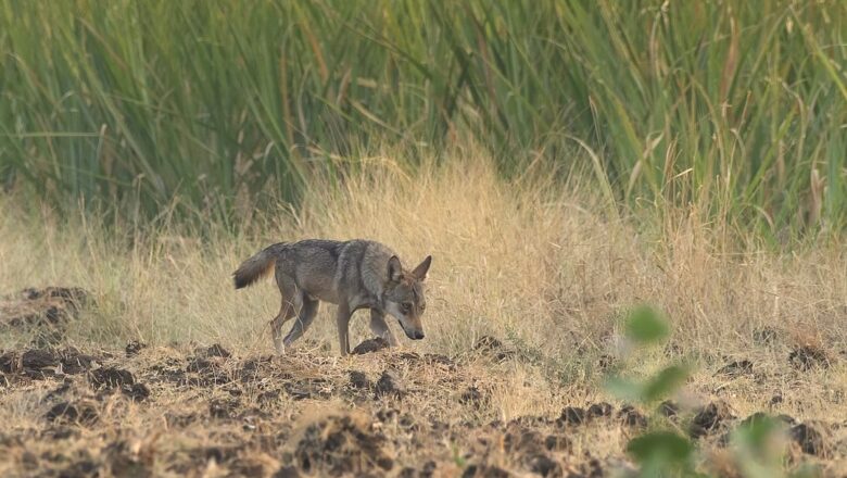 Ancient Indian poetry reveals western India’s savannas were never lost forests, study finds