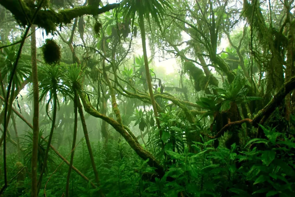 Global Study Warns Forest Resilience Weakening as key Tree Species Vanish