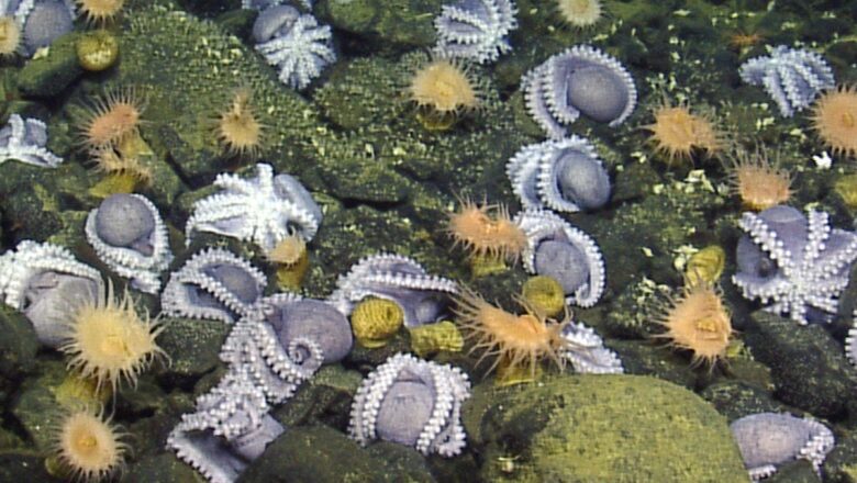 20,000 Octopuses Found Living Together Near Underwater Volcano, Stunning Scientists