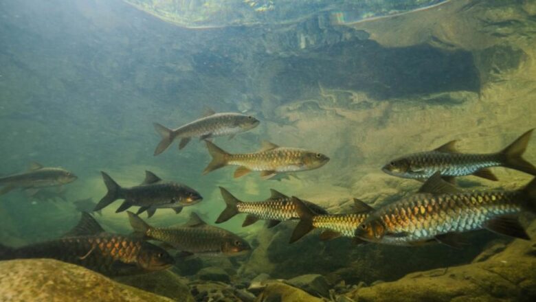 NGT Directs Delhi Neighbouring States to Restore Native Fish, Curb Invasive Species in Yamuna