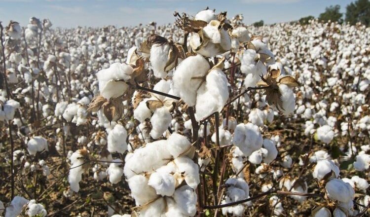 Cotton Mission Stuck on Paper as Budget Silence Raises Questions for Farmers