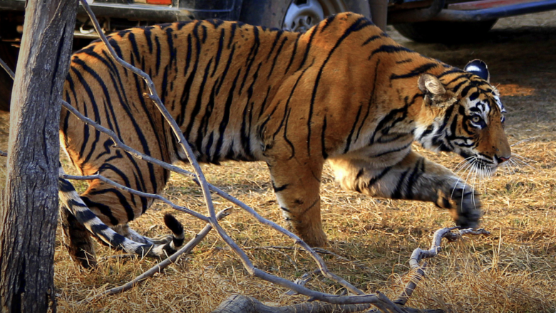 DNA Study Reveals Ranthambore Tigers Feeding on Wider Prey, Livestock Emerges as Major Food Source