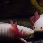 World Amphibian Count Crosses 9,000, but Thousands May Disappear Before Being Named