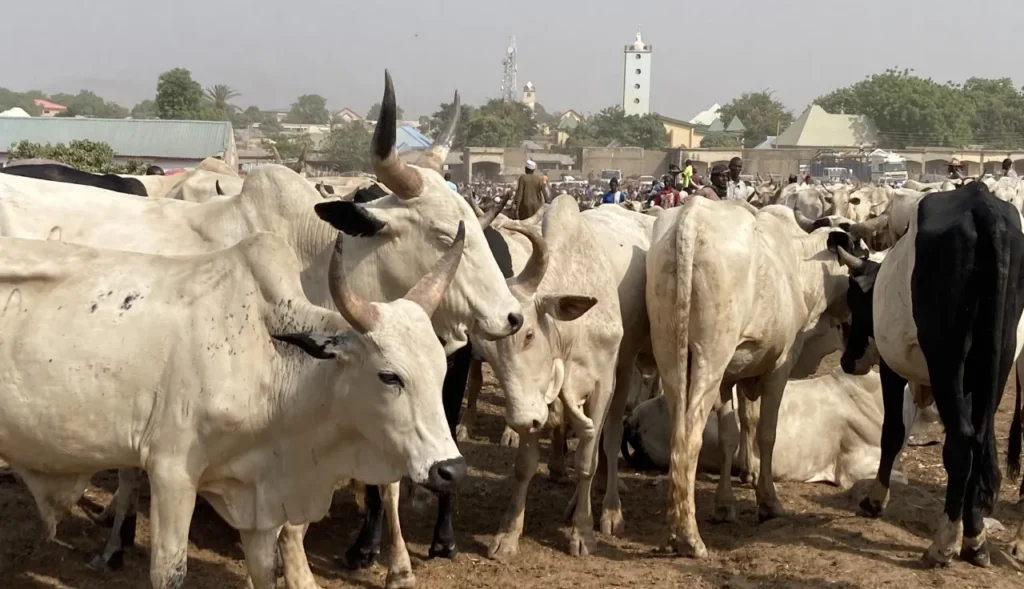 Budget Push for Veterinary Expansion Could Help Tackle Antibiotic Misuse in Livestock Sector