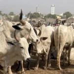 Budget Push for Veterinary Expansion Could Help Tackle Antibiotic Misuse in Livestock Sector