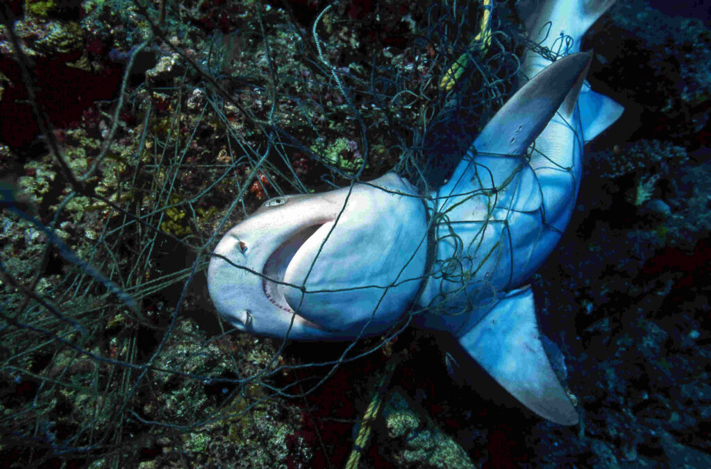 Extinction Alarm in the Indian Ocean: Critical Shark and Ray Habitats Left Exposed