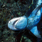 Extinction Alarm in the Indian Ocean: Critical Shark and Ray Habitats Left Exposed