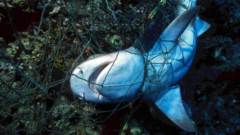 Extinction Alarm in the Indian Ocean: Critical Shark and Ray Habitats Left Exposed