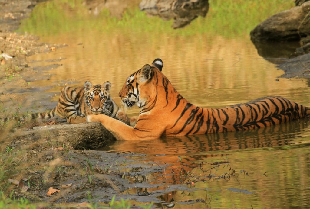 India Tiger Success Faces a New Challenge as States Reconsider Forest Carrying Capacity