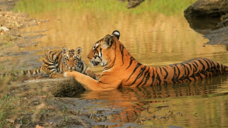 India Tiger Success Faces a New Challenge as States Reconsider Forest Carrying Capacity
