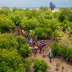 Intermediaries Step In as Key Force Behind Successful Mangrove Restoration