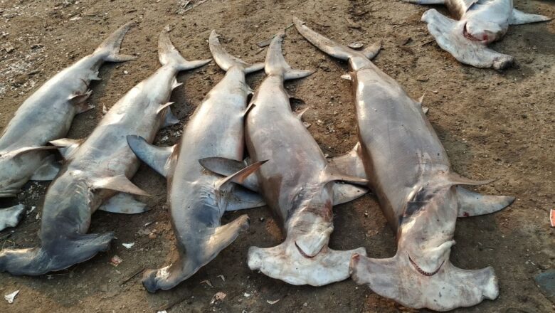 Social Media Emerges as a Powerful Tool to Track Shark and Ray Consumption Along India’s Coastline