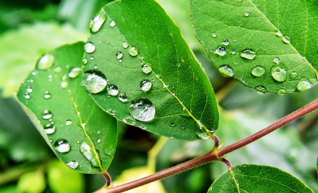 Why Trees Use Less Water in High Carbon Dioxide Conditions but Do Not Grow Faster