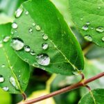 Why Trees Use Less Water in High Carbon Dioxide Conditions but Do Not Grow Faster