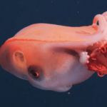 Rare Deep Sea Octopus Discovery Off Kerala Triggers Alarm Over Unchecked Shrimp Trawling