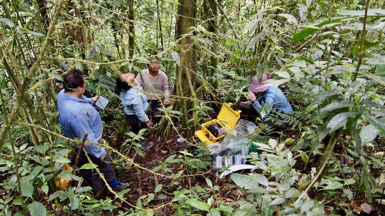 Warming Climate Is Helping Forests Pull More Methane Out of the Air, Long Term Study Finds