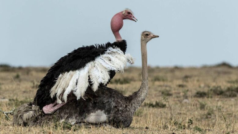Milestone for Rewilding as Ostriches Return to Saudi Desert After 100-Year Absence