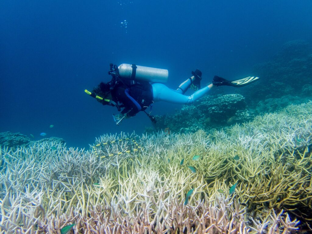 Half of the World’s Coral Reefs Suffered Severe Bleaching During 2014–2017 Global Marine Heatwave