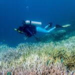 Half of the World’s Coral Reefs Suffered Severe Bleaching During 2014–2017 Global Marine Heatwave