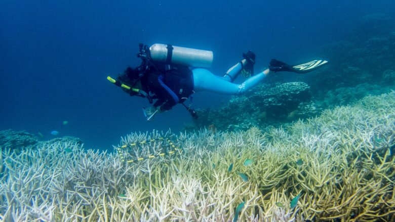 Half of the World’s Coral Reefs Suffered Severe Bleaching During 2014–2017 Global Marine Heatwave