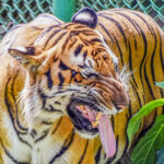 ‘No Red Tape’ for Diverting Tiger Reserve Land? Single Window Clearance on Govt Portal Sparks Alarm