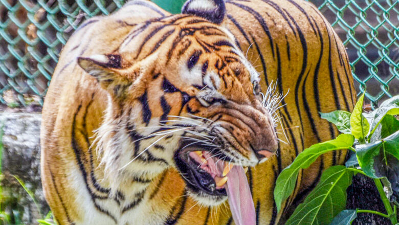 ‘No Red Tape’ for Diverting Tiger Reserve Land? Single Window Clearance on Govt Portal Sparks Alarm