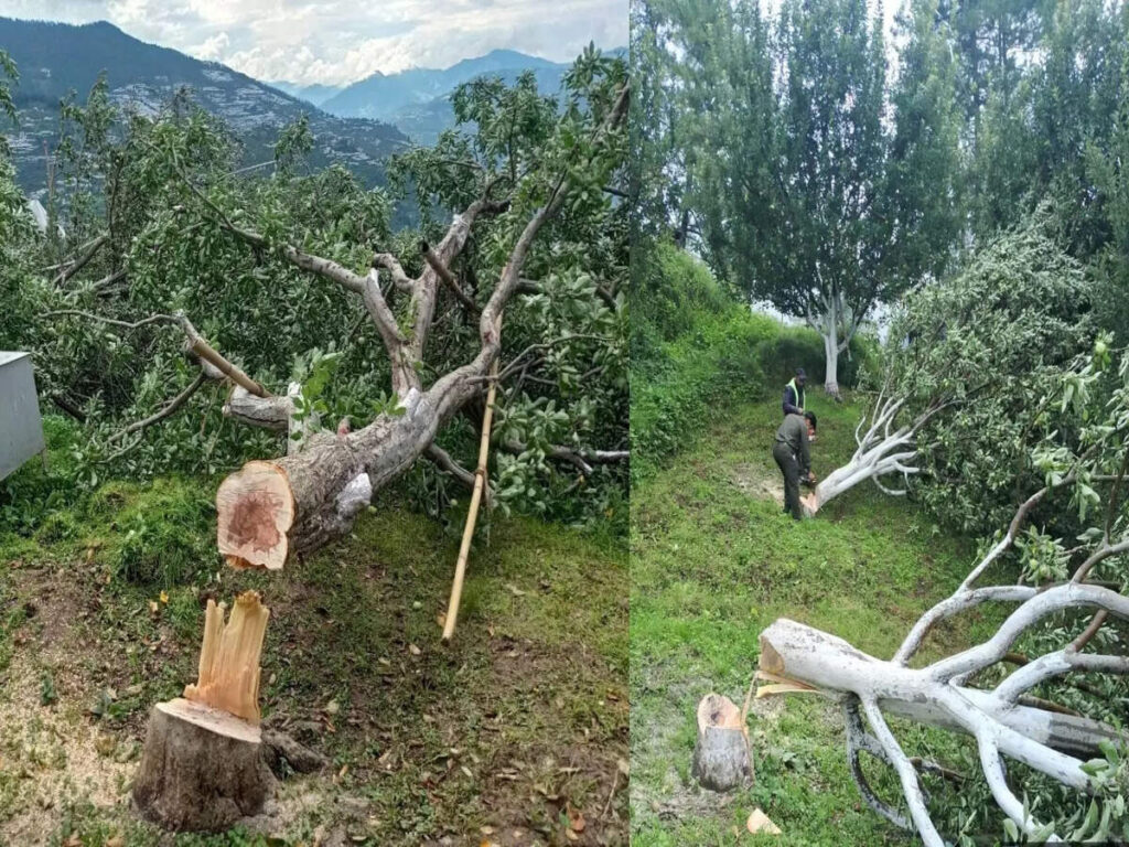 Gujarat Tops India With 1,560 Forest Land Diversion Approvals in Five Years