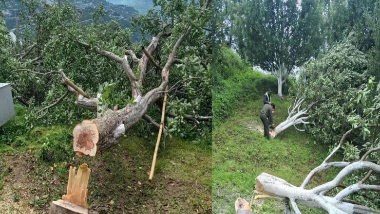 Gujarat Tops India With 1,560 Forest Land Diversion Approvals in Five Years