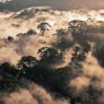 Forests Don’t Just Store Carbon They Help Keep People Alive Scientists Say