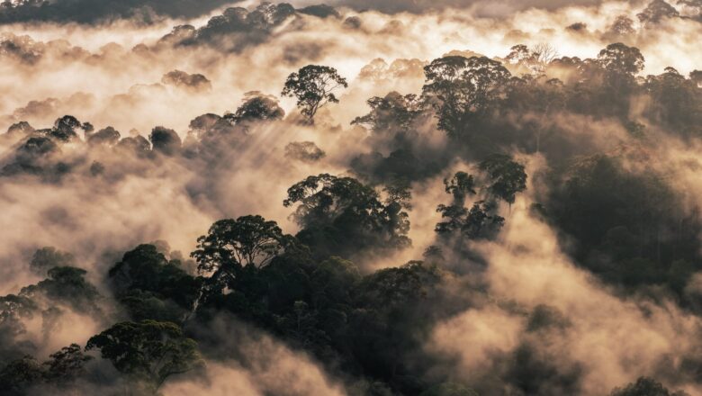 Forests Don’t Just Store Carbon They Help Keep People Alive Scientists Say