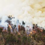 New Research Finds Stronger Link Between Wildfire Smoke Exposure During Pregnancy and Autism Risk in Children