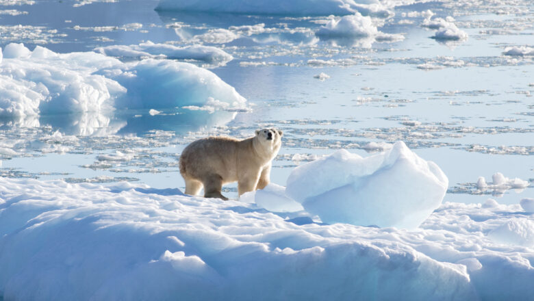 Ice on the Move: Surging Glaciers Raise New Climate Alarms