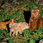 High in the Himalayas, Predators Are Rewriting the Rules of Survival to Coexist in a Human-Altered Landscape