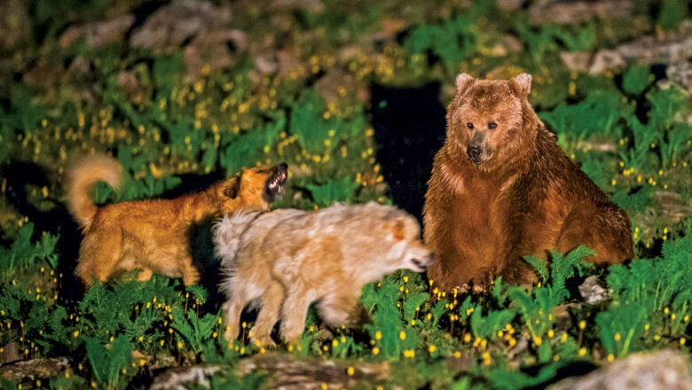High in the Himalayas, Predators Are Rewriting the Rules of Survival to Coexist in a Human-Altered Landscape