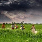 Desert Winds Could Help Predict Monsoon Breaks, Offering Crucial Early Warning for Farmers: Study