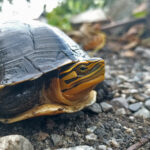 Study Challenges Claim That Indonesia Legal Turtle Trade Supports Livelihoods