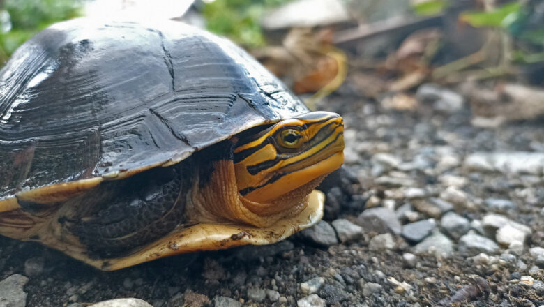 Study Challenges Claim That Indonesia Legal Turtle Trade Supports Livelihoods