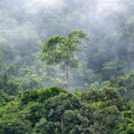 Tropical Forests Produce Rainfall Worth Billions Each Year, Major Study Reveals