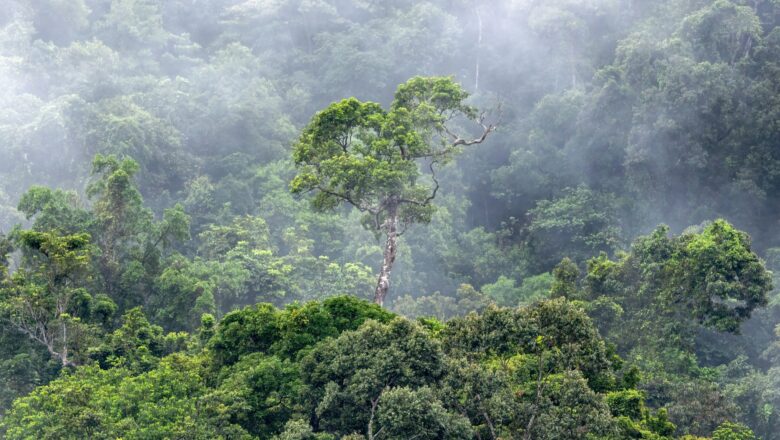 Tropical Forests Produce Rainfall Worth Billions Each Year, Major Study Reveals