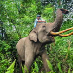 Indonesia Unveils Controversial Relocation Drive in Tesso Nilo National Park as Blueprint for Forest Restoration