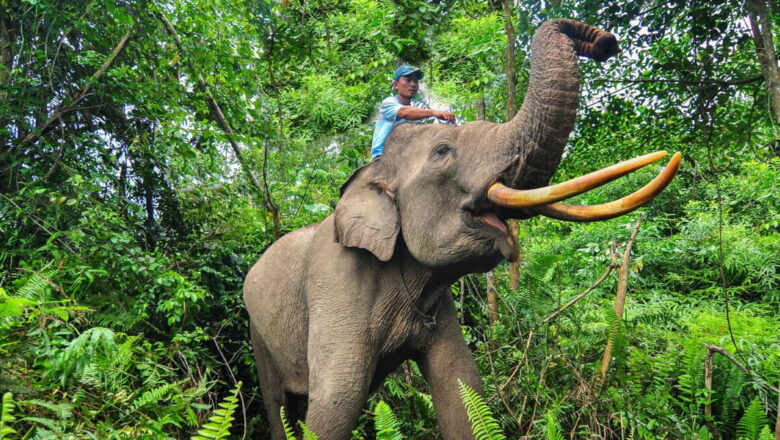 Indonesia Unveils Controversial Relocation Drive in Tesso Nilo National Park as Blueprint for Forest Restoration