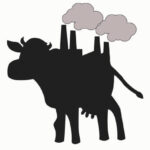 Unmasking the Methane Myth: Why India Cows May Emit Far Less Than Global Estimates Suggest