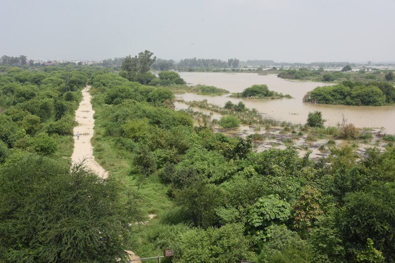 From Abandoned Mines to Butterfly Clouds: How Delhi Biodiversity Parks Are Rewriting the City Ecological Story