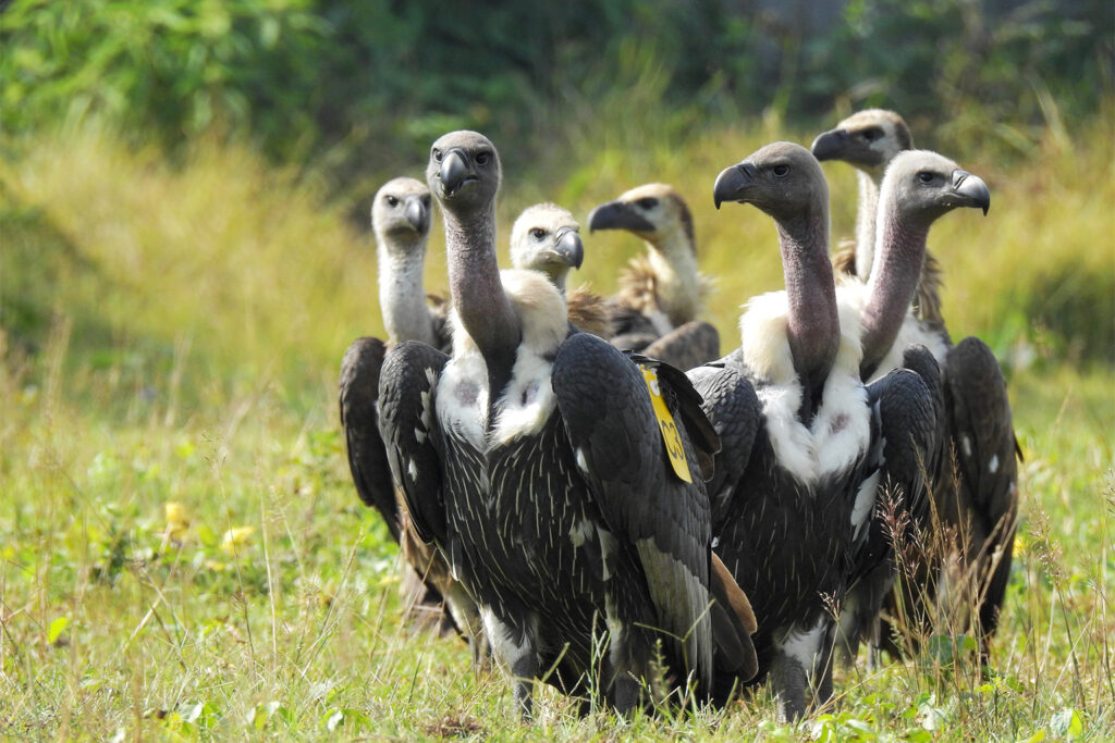Across Africa Vast Landscapes, Vulture Safe Zones Face Their Toughest Test Yet
