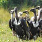 Across Africa Vast Landscapes, Vulture Safe Zones Face Their Toughest Test Yet