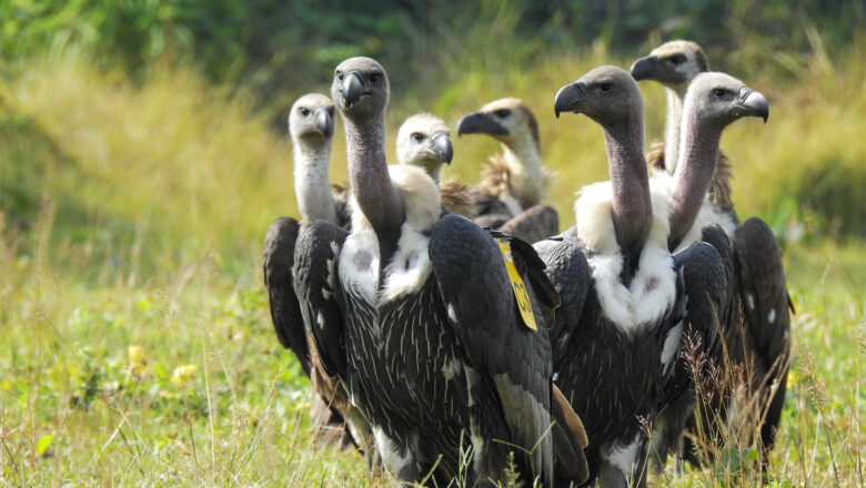 Across Africa Vast Landscapes, Vulture Safe Zones Face Their Toughest Test Yet