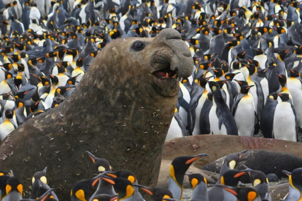 Southern Elephant Seals Rebound in South Africa, but Scientists Warn Global Outlook Remains Uneven