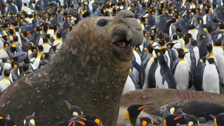 Southern Elephant Seals Rebound in South Africa, but Scientists Warn Global Outlook Remains Uneven