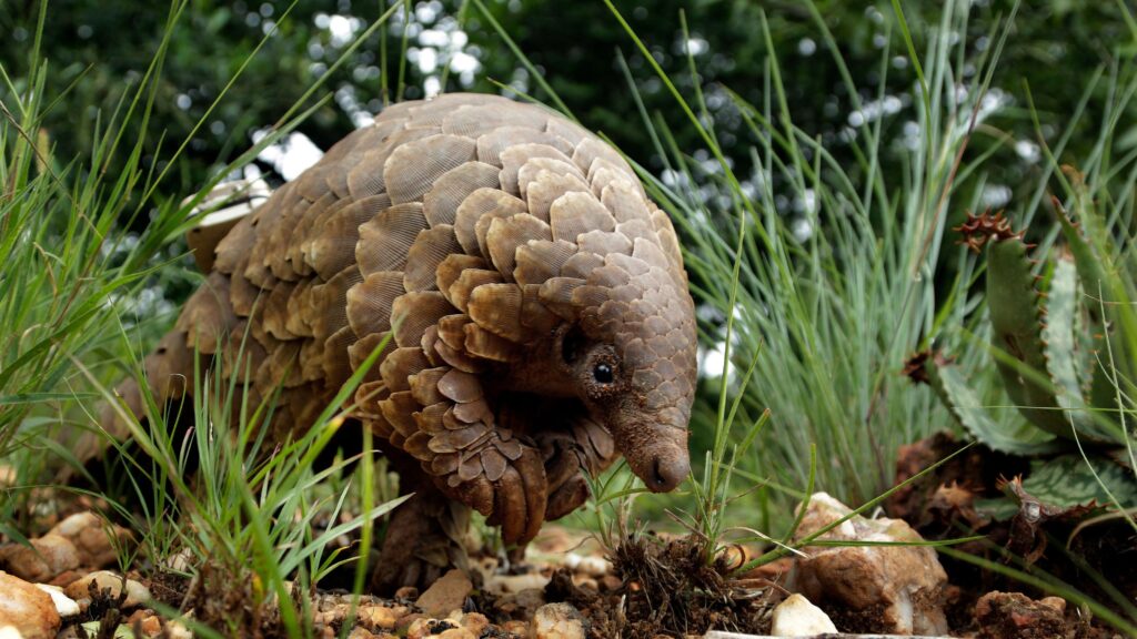 World Pangolin Day 2026: Over half a million pangolins seized in eight years