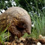 World Pangolin Day 2026: Over half a million pangolins seized in eight years